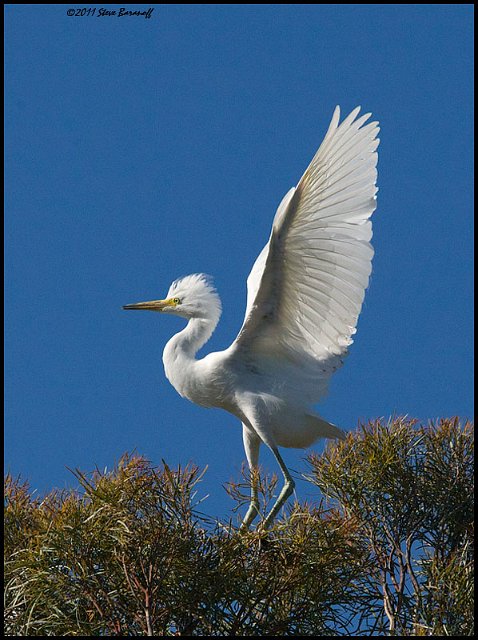 _1SB5381 snowy egret fledge testing wings.jpg